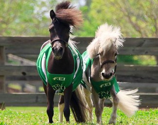 Миниатюрные лошадки Стар и Хак - символы Всемирных конных игр в Трионе