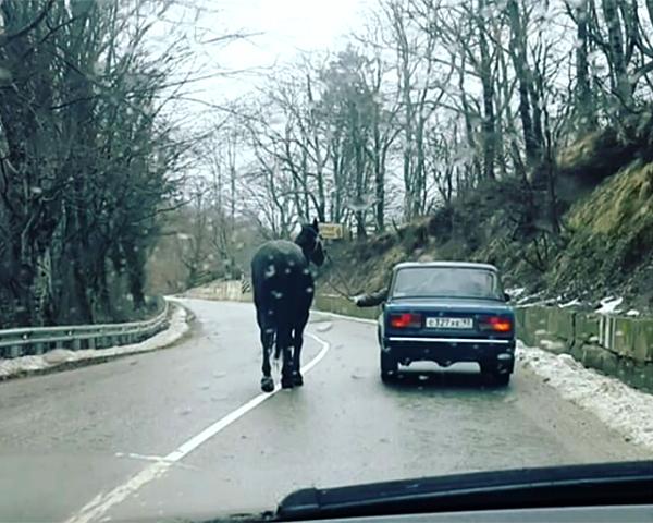 Водитель авто в Сочи "прогулял" лошадь по трассе