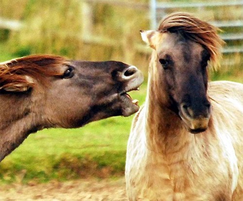 How horses communicate