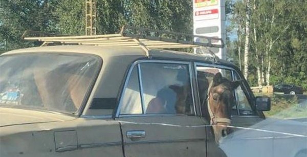 В Москве перевозили лошадь в "Жигулях"