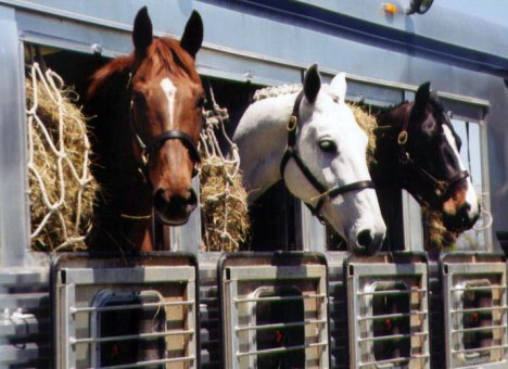 Фуры с сотней лошадей были задержаны в Забайкальском крае