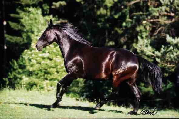Выносливые и красивые лошади Кавказа 