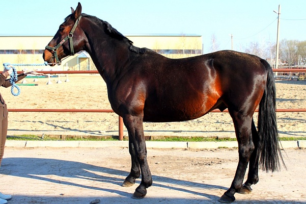 В Самаре проведут выводку-испытания для молодых лошадей