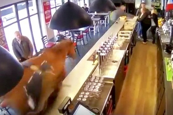 Во французском баре скаковая лошадь устроила дебош