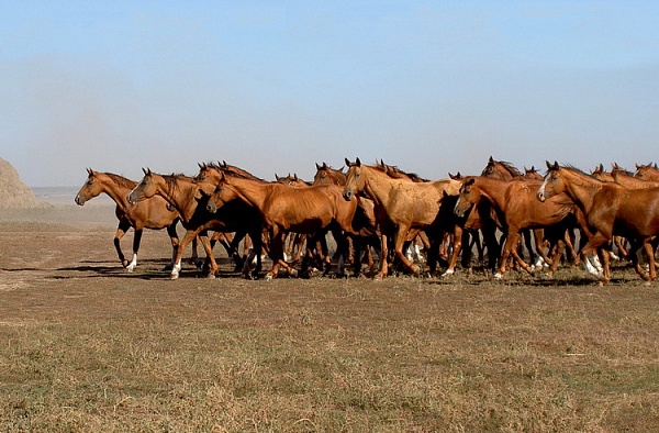 "Собеседник": Что стало со знаменитыми российскими породами лошадей
