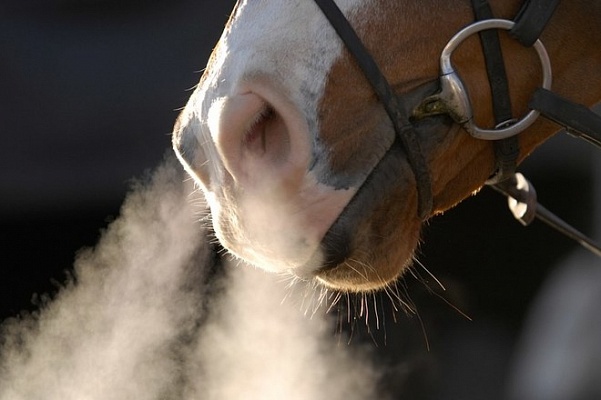 В Амурской области замерзают лошади