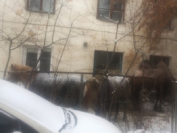 Жительница Челябинска организовала конюшню под окнами жилого дома