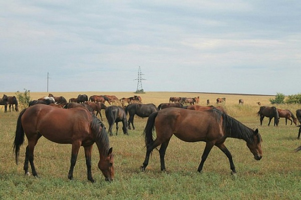 В Татарстане  создан племенной репродуктор по разведению рысистых пород лошадей