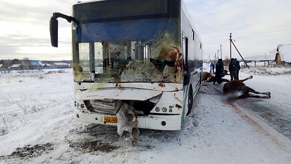 В Башкирии автобус наехал на табун лошадей