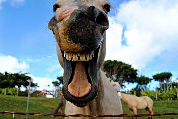 Запах через смех, или зачем лошади поднимают верхнюю губу 