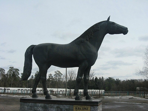 Kvadrat - a two-time Derby winner and a famous troter