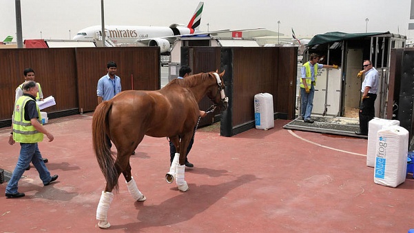 Emirates перевезет более 500 лошадей на Всемирные конные игры