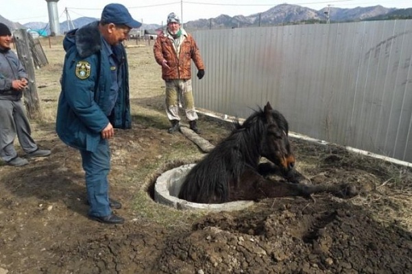В Алтайском крае спасатели вытащили из колодца лошадь