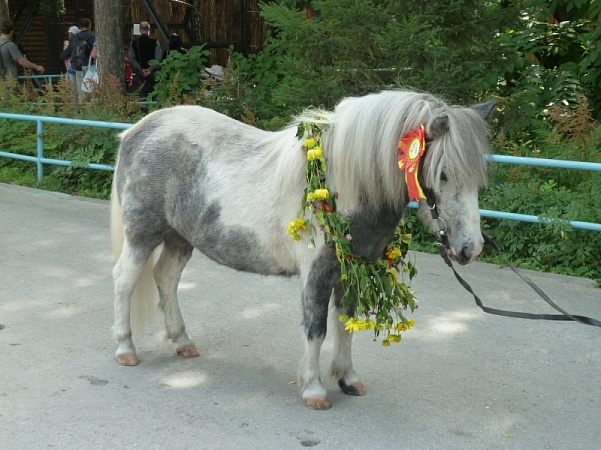 В Новосибирске выбрали самую красивую лошадь