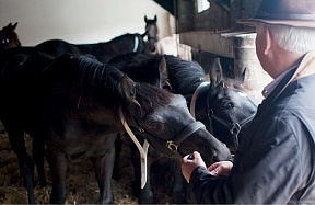 Кассельманы вновь проведут аукцион по продаже элитных лошадей