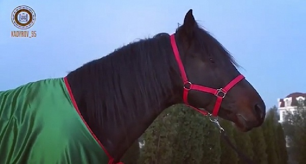 Рамзану Кадырову подарили лошадь