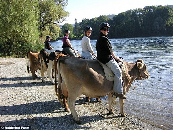 На ферме в Швейцарии увлеклись верховой ездой на коровах