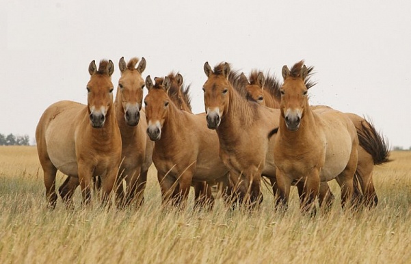 Заповедник Оренбургский научит фотографировать лошадей