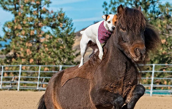 Необычный конкур: пес проскакал на спине у лошади