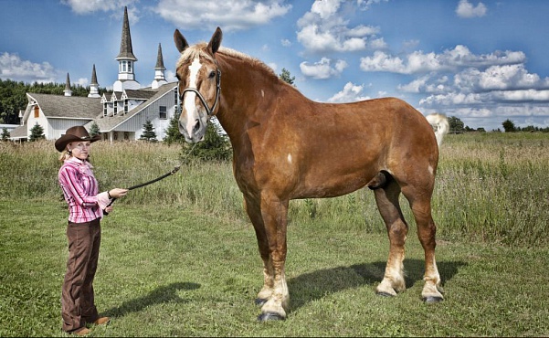 Рекорды Гиннеса - 2013: самая большая лошадь