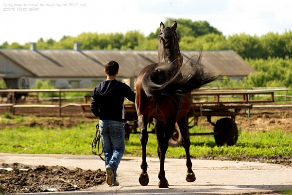 Губернатор: Старожиловский конный завод надо сохранить и развивать