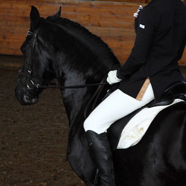 Importance of equipment for a horse and a rider
