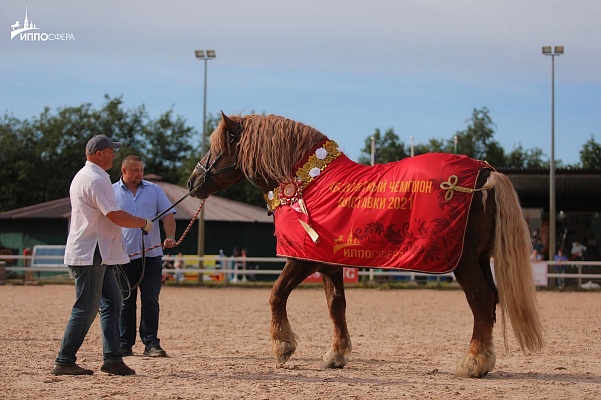 Международная конная выставка «Иппосфера» вновь собирает друзей! 