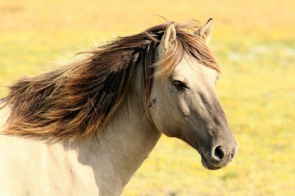 Житель Челябинской области был осужден за кражу 46 лошадей