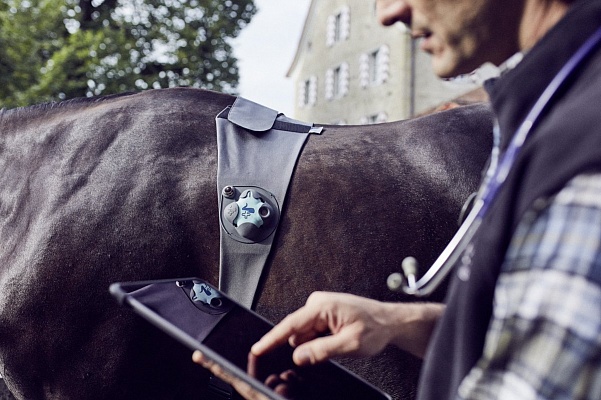 В Швейцарии озаботились мониторингом состояния лошадей 