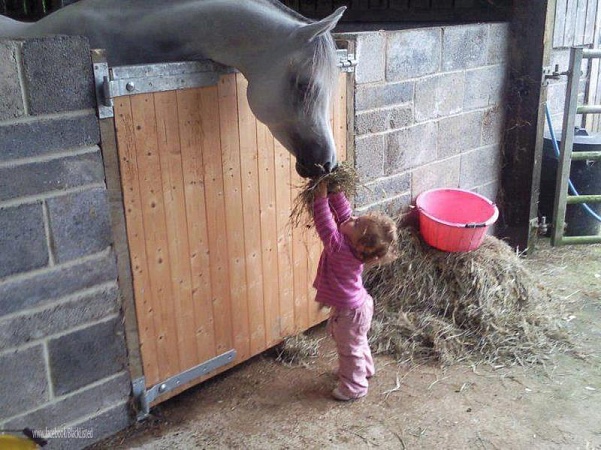 Как кормить лошадей
