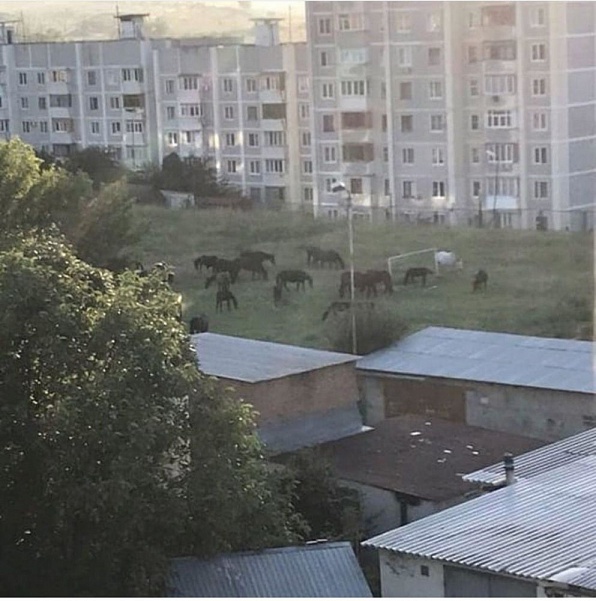 В Кисловодске по двору гулял табун лошадей