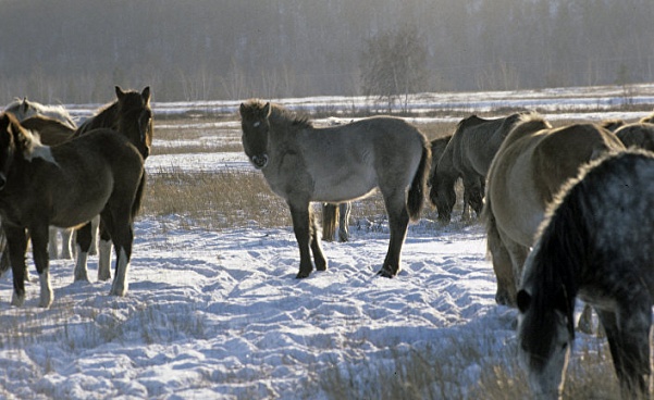 Якутская лошадь приспособлена к самым суровым холодам