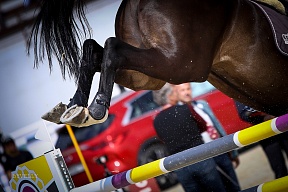 Решение о введении ежегодной регистрации спортивной лошади отменено