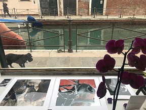 Конный фотограф Александр Забегин представил работы во время Биеннале в Венеции
