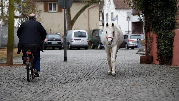 Лошадь гуляет по улицам Франкфурта
