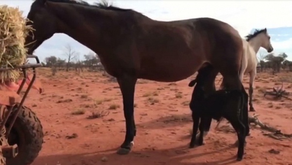 В Австралии лошадь "усыновила" теленка
