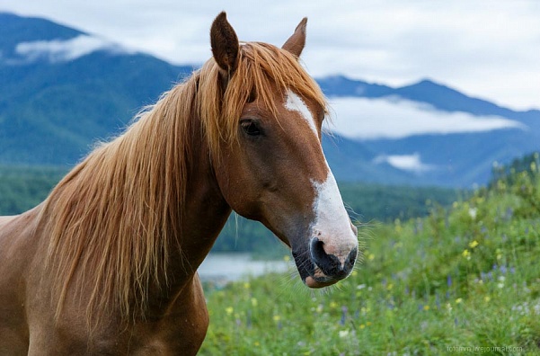 На Алтае планируют вывести туристическую породу лошадей