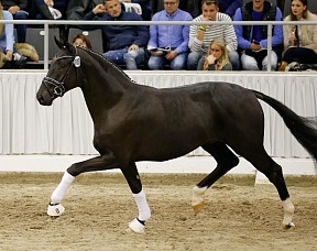 Андреас Хельгстранд пополнил конюшню жеребцом за 650 тысяч евро