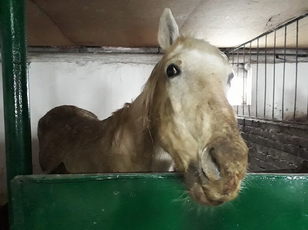 Жители Саратовской области возмущены состоянием лошадей конной полиции