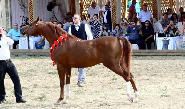 Национальный чемпионат-шоу арабских лошадей проходит в эти выходные в Минеральных Водах