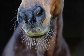 FEI запрещает стрижку усов у лошадей с 1 июля 2021 года