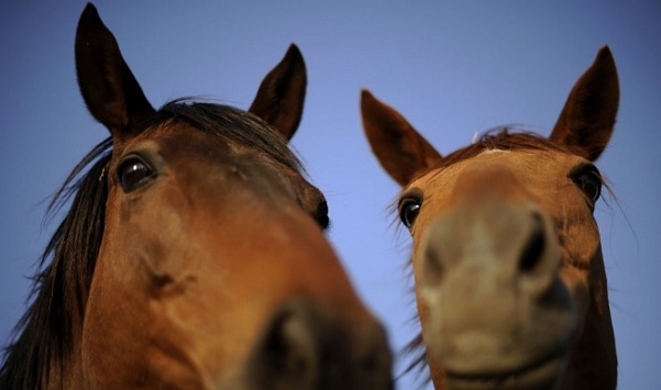 Конный завод "Восход" на аукционе продал 22 лошади