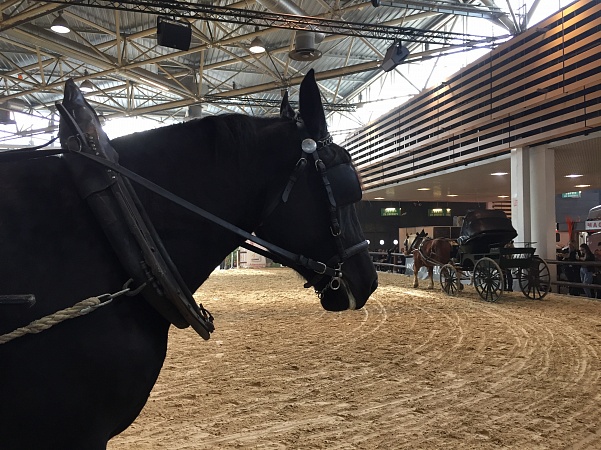 EQUITA: equestrian fest in Lyon