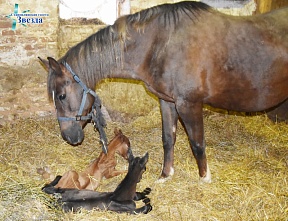 В Липецкой области лошадь родила двойню