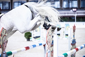 PETA хочет, чтобы все конные виды спорта были исключены из олимпийской программы