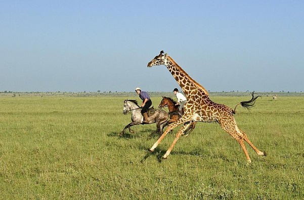 Верхом по Кении – конное сафари с видом на Килиманджаро