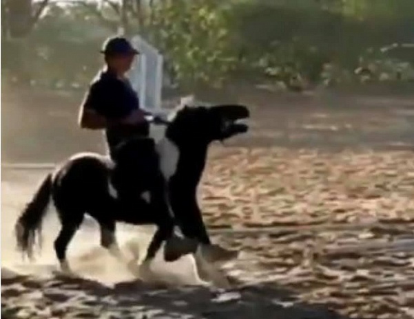 Бразильский спортсмен Леандро Апаресидо Да Сильва отстранен на три года за жестокое обращение с лошадьми