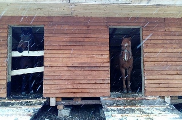 Разборки с конями: в Тверской области хотели сжечь конюшню