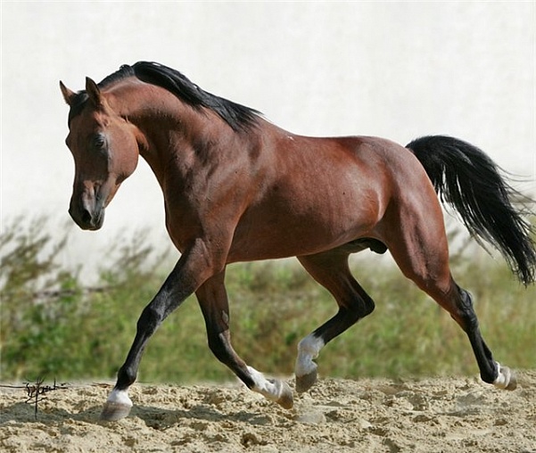 В Краснодаре пройдет аукцион по продаже лошадей английской чистокровной верховой породы