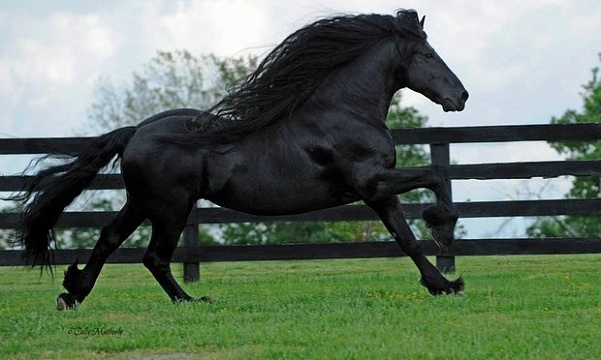 Найден самый красивый в мире конь